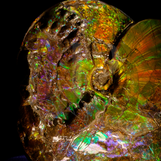 Large Iridescent Canadian Ammonite Fossil [Full Body]